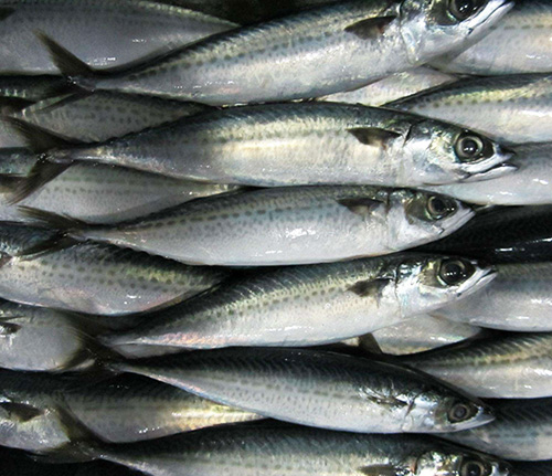 馬鮫魚(yú)